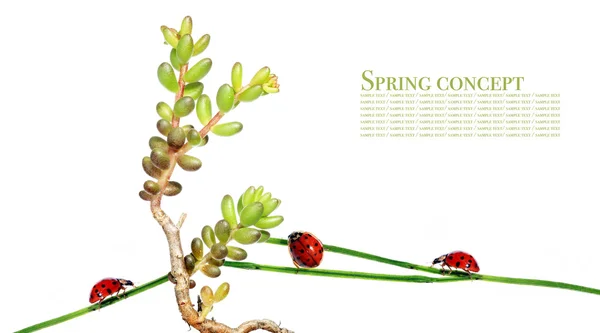 可爱的春天植物区系和瓢虫白色背景 — 图库照片