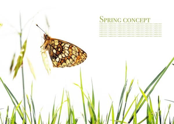 Schöne Frühlingsflora und Schmetterling vor weißem Hintergrund — Stockfoto