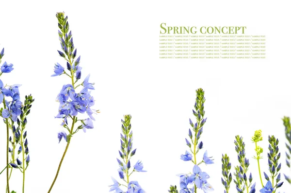 Beyaz arka plan güzel bahar flora — Stok fotoğraf
