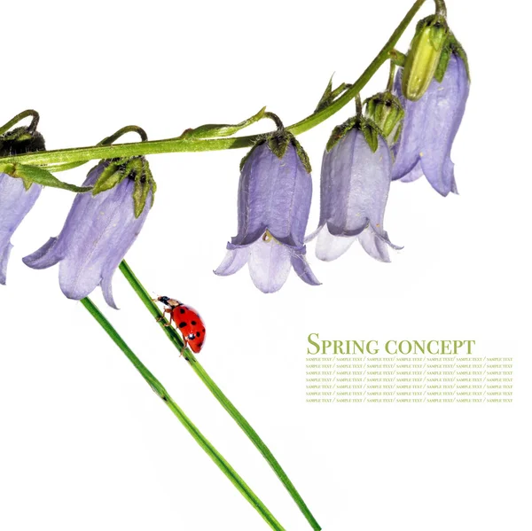 Bahar bitki örtüsü ve beyaz arka plan ladybird — Stok fotoğraf