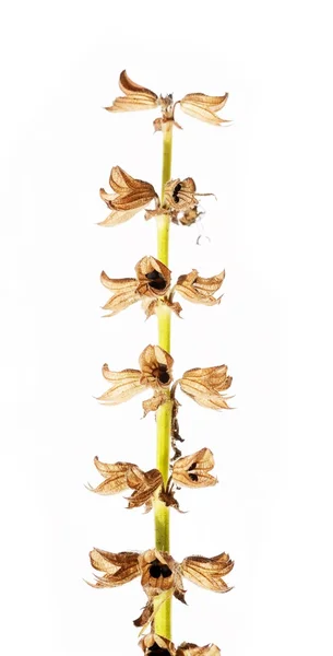 Beyaz bir arka plana dayanır yaz flora — Stok fotoğraf