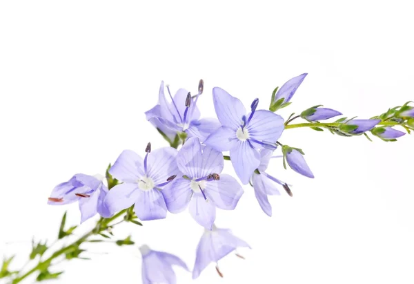 Flora de verão contra fundo branco — Fotografia de Stock