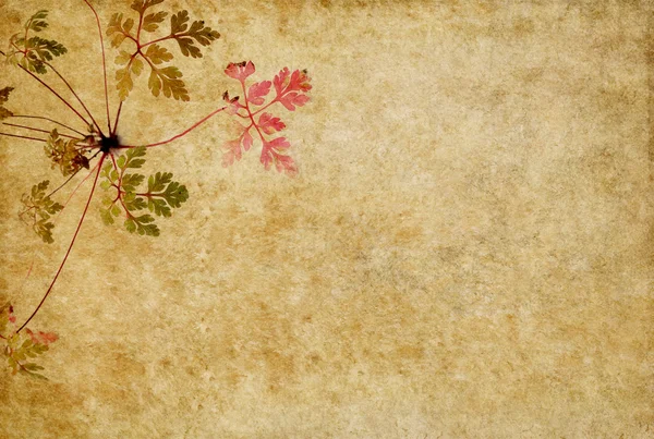 Earthy floral background image — Stock Photo, Image