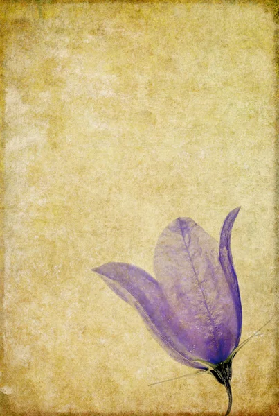 Γήινα floral φόντο εικόνα — Φωτογραφία Αρχείου