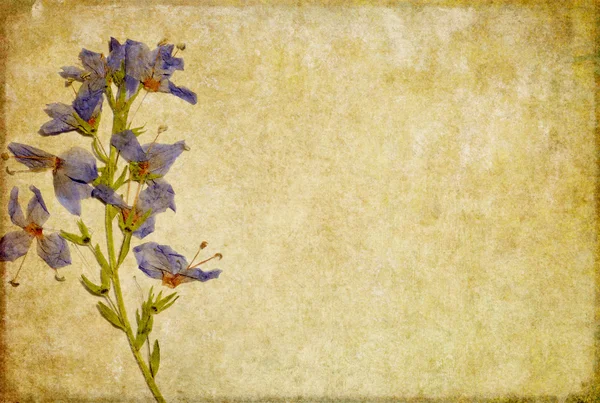 Ziemisty kwiatowy tła — Zdjęcie stockowe