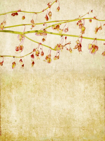 Dünyevi doku ile çiçek arka plan — Stok fotoğraf