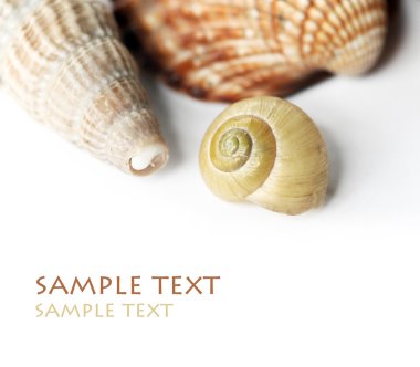 Seashells against white background clipart