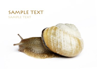 Snail against white background clipart