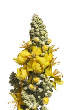 Beyaz arka plan güzel sarı çiçek