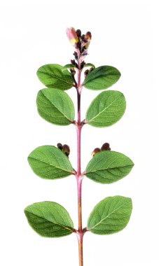 Beyaz arka planı yeşil yaprakları