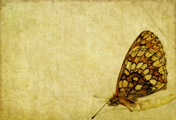Imagem de fundo encantadora com close-up de uma borboleta — Fotografia de Stock