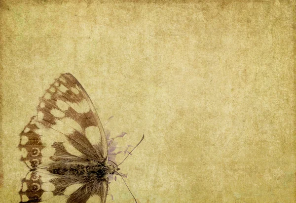 Mooie achtergrondafbeelding met close-up van een vlinder — Stockfoto