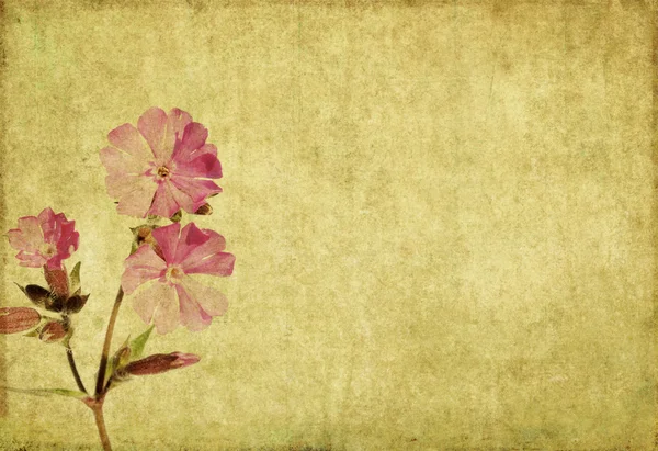 朴实的花卉背景图像 — 图库照片