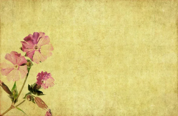朴实的花卉背景图像 — 图库照片