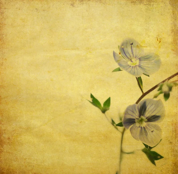 素敵な花の背景 — ストック写真