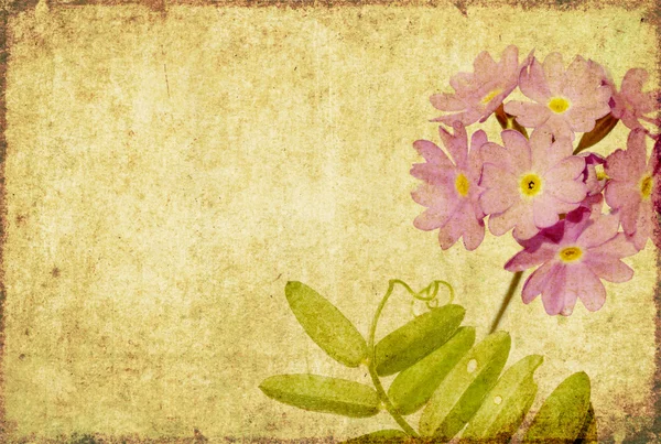 Schöner floraler Hintergrund — Stockfoto