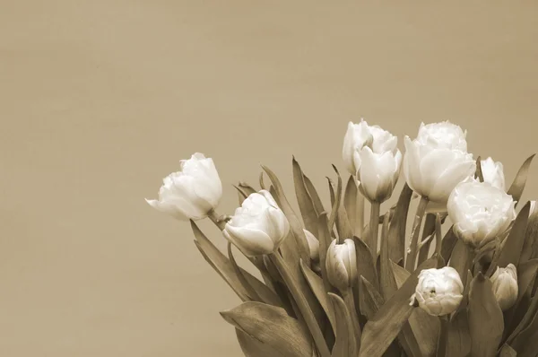 Beyaz Lale — Stok fotoğraf
