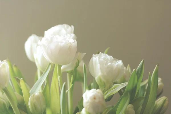 Weiße Tulpen vor braunem Hintergrund — Stockfoto