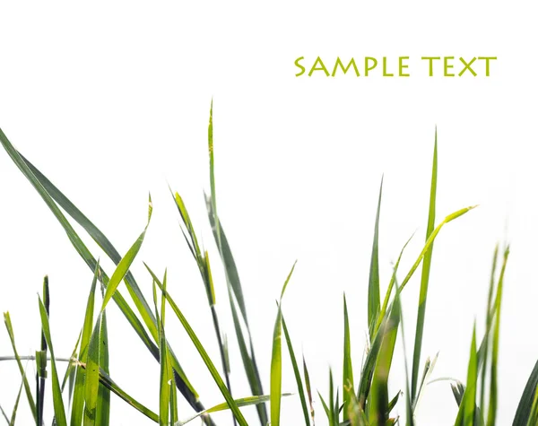 可爱抽象形象的绿草白色背景 — 图库照片
