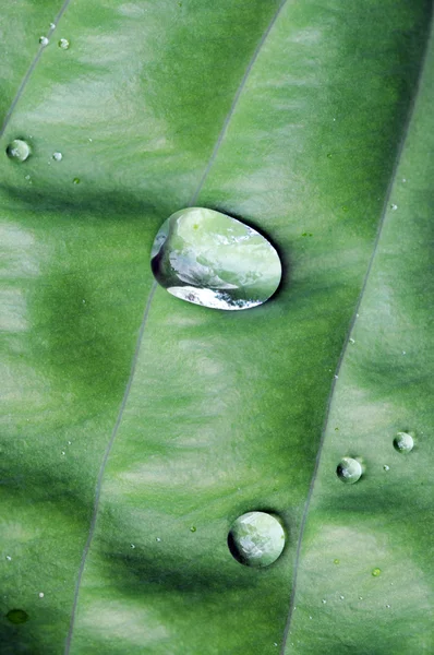 Bel primo piano di una foglia verde con gocce d'acqua — Foto Stock
