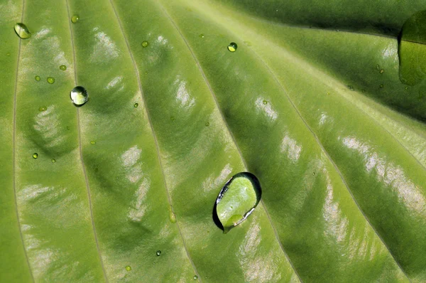 Υπέροχο μεγέθυνση της ένα πράσινο φύλλο με νερό που πέφτει — Φωτογραφία Αρχείου