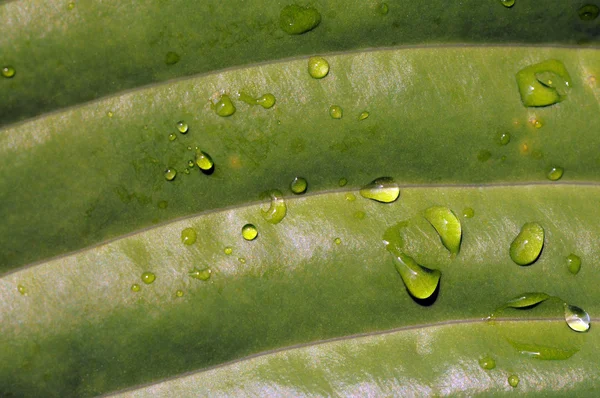 Bel primo piano di una foglia verde con gocce d'acqua — Foto Stock