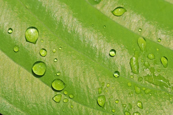 Precioso primer plano de una hoja verde con gotas de agua — Foto de Stock