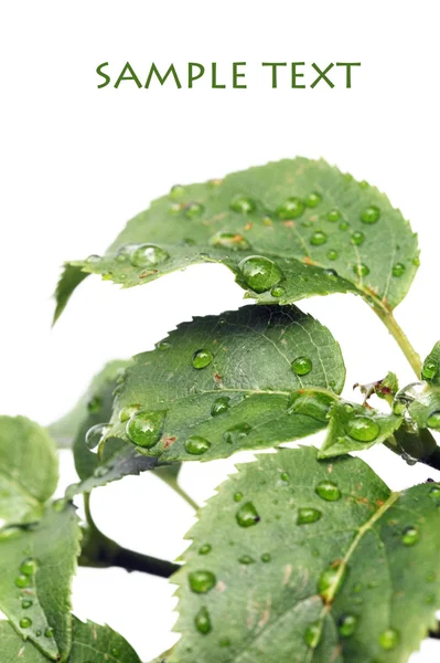 Молоде зелене листя з краплями води на білому тлі — стокове фото