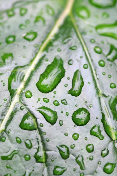 Капли воды на зеленый лист — стоковое фото