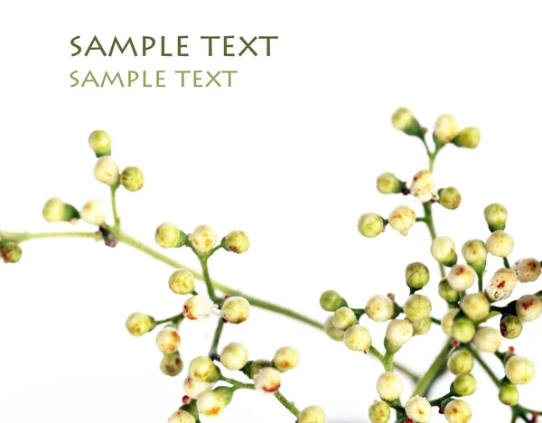 Imagem de fundo adorável com elementos florais e espaço para texto — Fotografia de Stock
