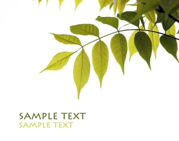Giovani foglie verdi sullo sfondo bianco e spazio per il testo — Foto Stock