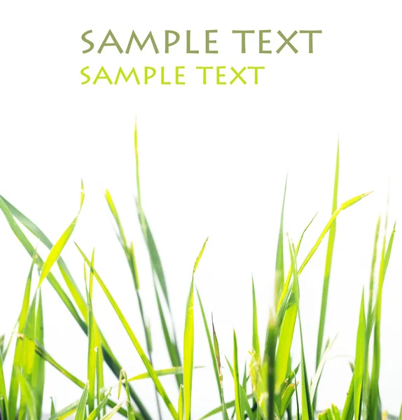 Прекрасное абстрактное изображение зеленой травы на белом фоне — стоковое фото