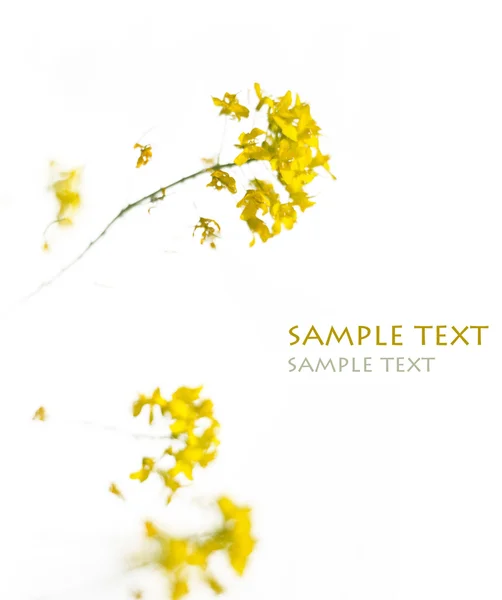 Schöne abstrakte Bild von gelben Blumen vor weißem Hintergrund — Stockfoto