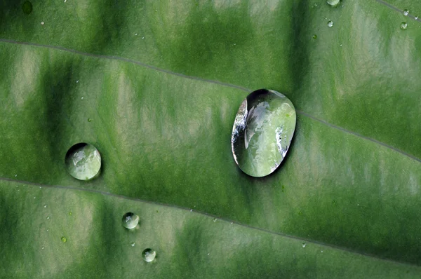 Yeşil bir yaprağa su damlıyor. — Stok fotoğraf
