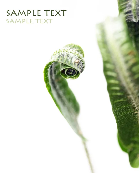Unfolding fern leaf against white background — Stock Photo, Image