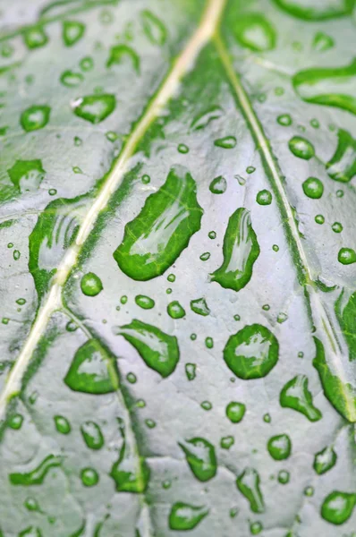 緑の葉に水が落ちる — ストック写真