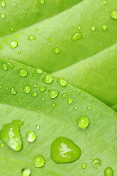 Water drops on a green leaf — Stock Photo, Image