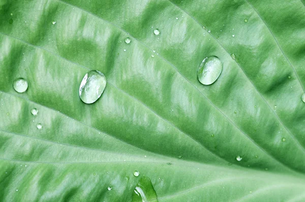 Gotas de agua sobre una hoja verde — Foto de Stock