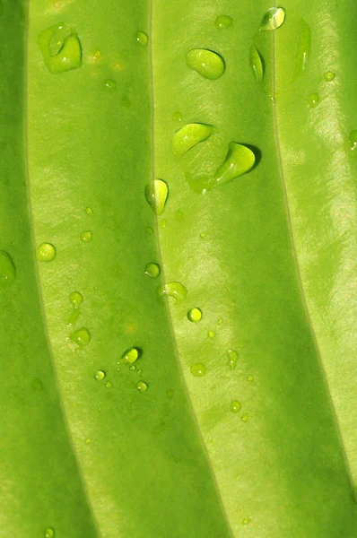Gotas de agua sobre una hoja verde — Foto de Stock