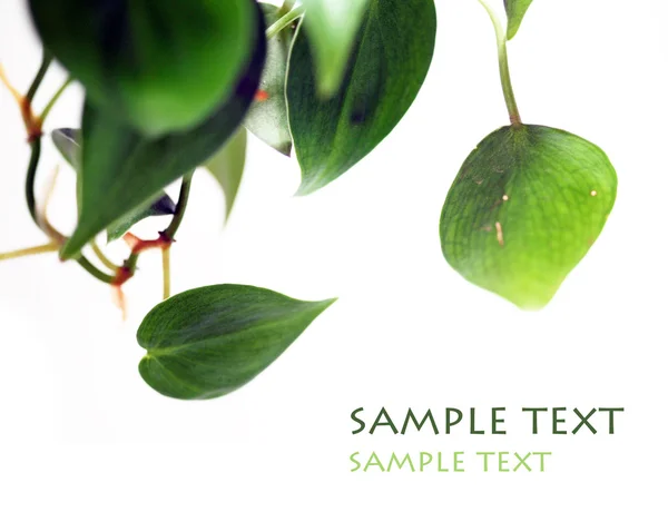 Giovani foglie verdi sullo sfondo bianco e spazio per il testo — Foto Stock