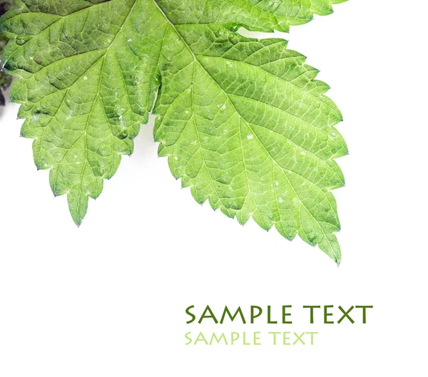 Nahaufnahme eines grünen Blattes vor weißem Hintergrund — Stockfoto