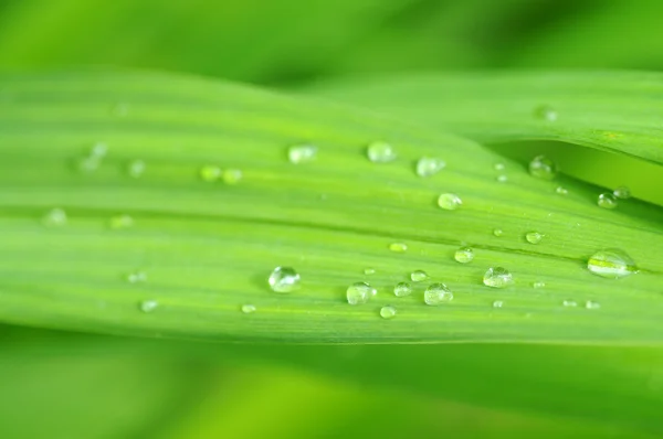 Yeşil bir yaprağa su damlıyor. — Stok fotoğraf