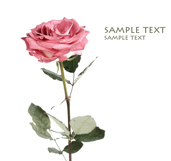 Single red rose against white background — Stock Photo, Image