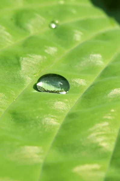 Single water drop on a green leaf — Stock Photo, Image