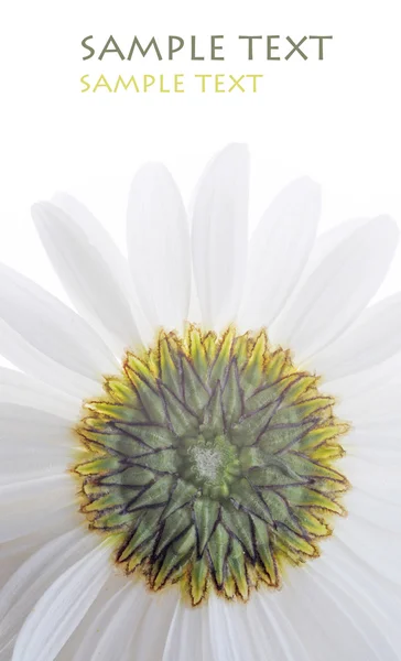 Primer plano de una hermosa flor sobre fondo blanco —  Fotos de Stock