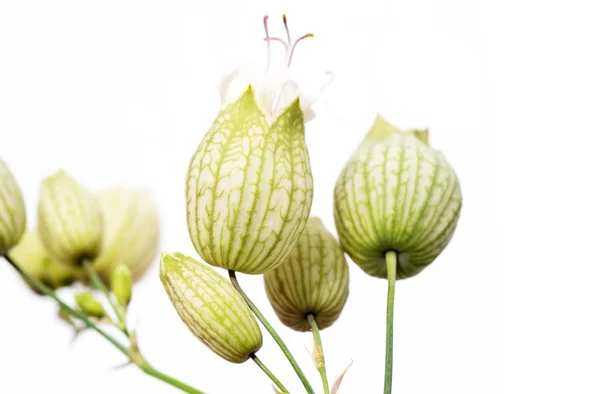 白い背景の美しい植物 — ストック写真
