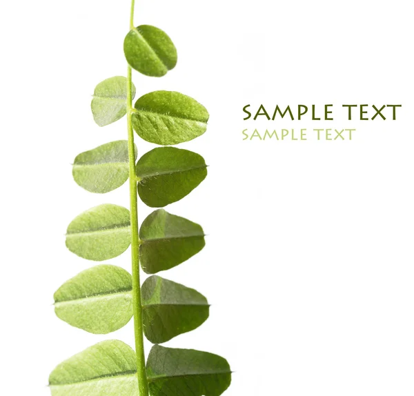 Mladé zelené listy proti bílým pozadím a spousta místa pro text — Stock fotografie