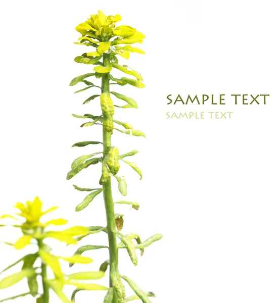 Emerging young plant against white background and plenty of space for text — Stock Photo, Image