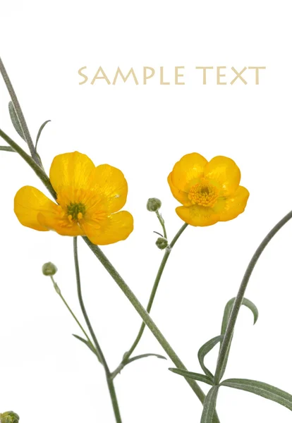 可爱的黄色花朵白色背景 — 图库照片