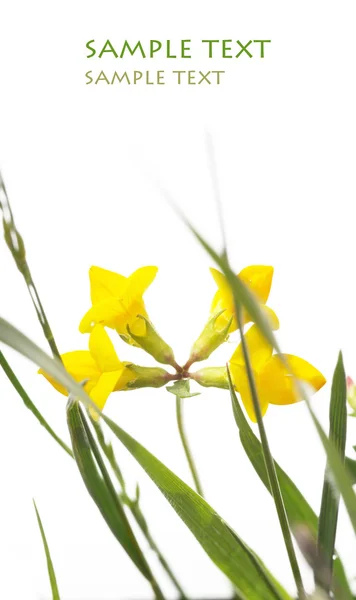 Красивый желтый цветок и зеленые листья на белом фоне — стоковое фото